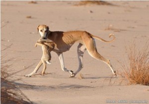 af3c38775baaa1a98ee2a0fb3eccdb22